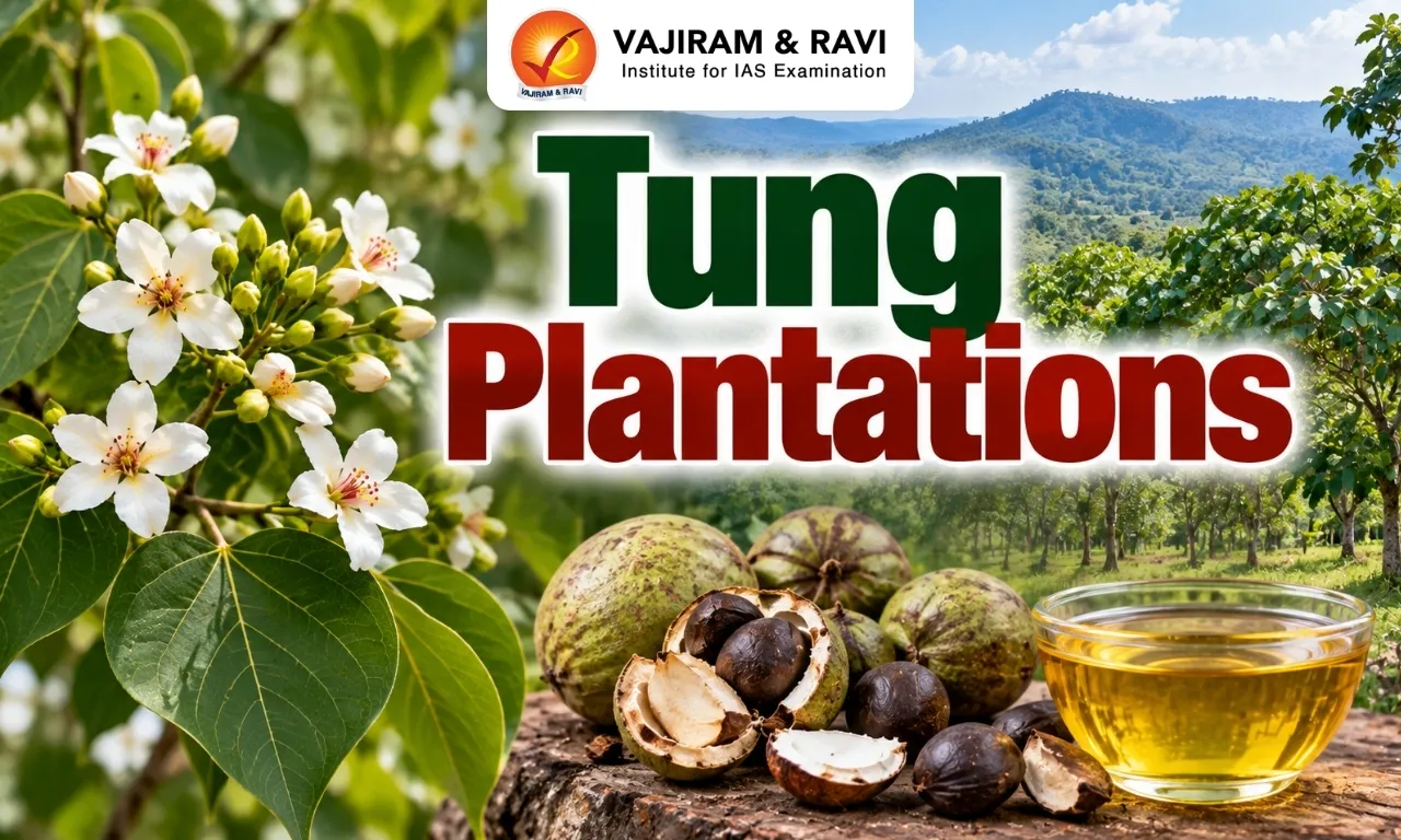 Tung Plantations